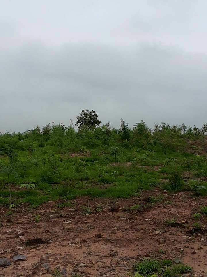 Eco-Restoration Site Rajapur OCP (ROCP) - BCCL Eco-Restoration Site Rajapur OCP (ROCP) - BCCL